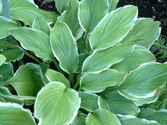 Hosta  ´Sugar and Cream´
