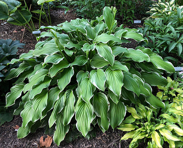 Hosta  ´Sugar and Cream´