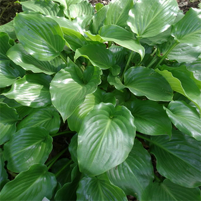 Hosta  ´Invincible´