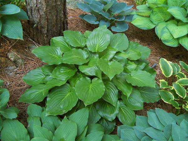 Hosta  ´Invincible´