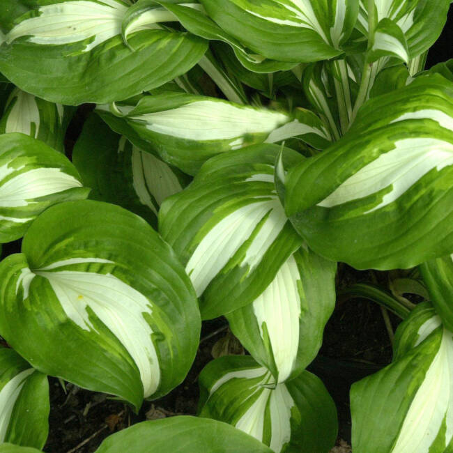 Hosta  ’Univittata’