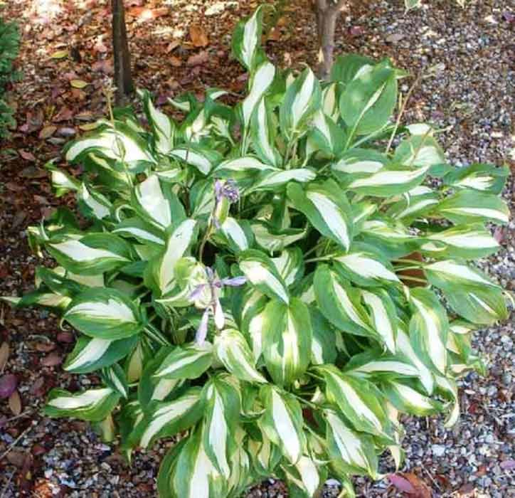 Hosta  ’Univittata’