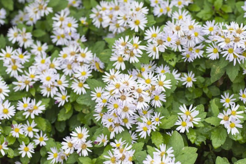 Astra ’Ashvi’ 1l