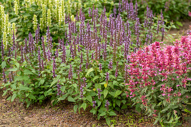 Agastache ´Little Adder´