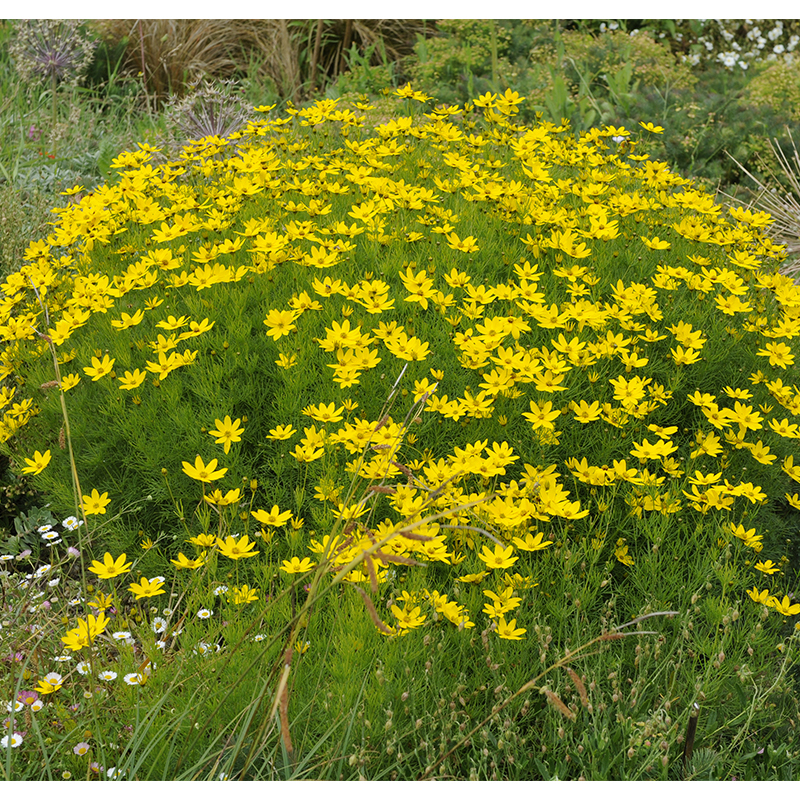 Kráska praslenová ´Grandiflora´