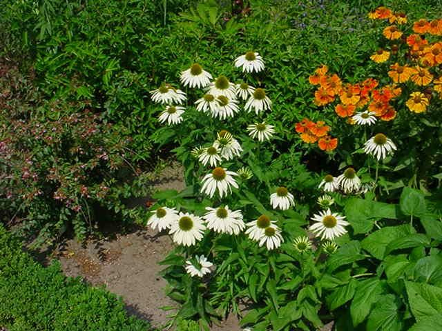 Echinacea ´Alba´
