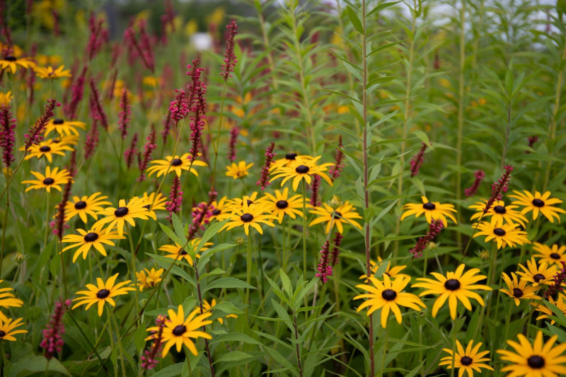 Rudbekia ´Goldsturm´ 1l