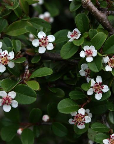 Skalník ’Eichholz’ 2l