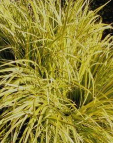 Puškvorec trávolistý ´Golden Delight´ 2l