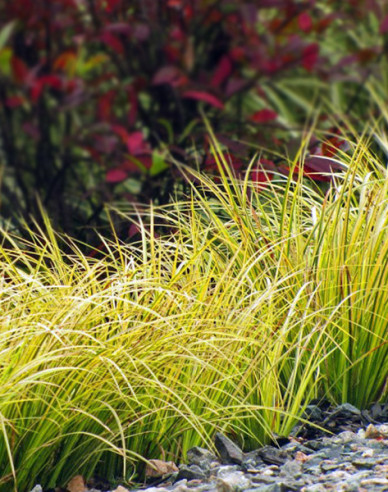 Puškvorec trávolistý ´Golden Delight´ 2l