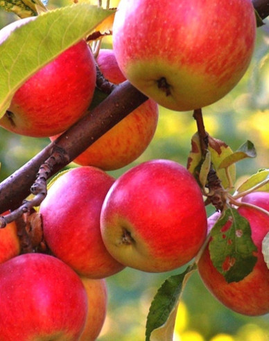 Jabloň ´Rubinola´ zimná, podpn. M9, kont. 5l