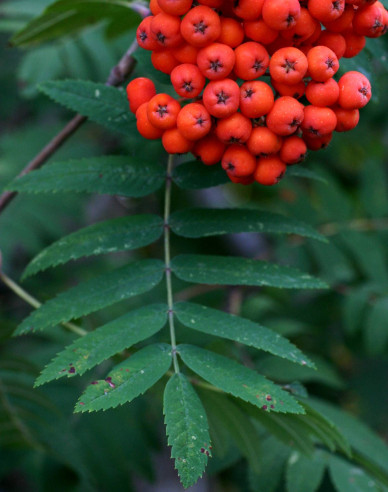Jarabina ´Sladkoplodá Moravská´ Stromčeková, kont. 5l