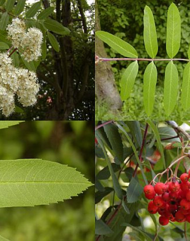 Jarabina ´Sladkoplodá Moravská´ Stromčeková, kont. 5l