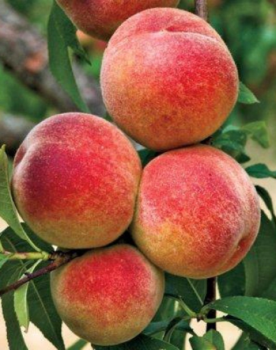 Broskyňa ´Elberta´ neskorá, podp. GF677, kont. 5l