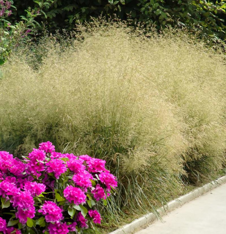 Metlica ’Bronzeschleier’