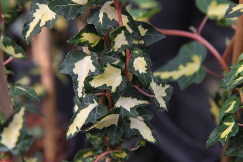 Brečtan popínavý ´Goldheart´