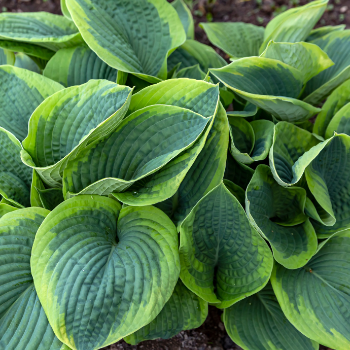 Hosta  ’Francess Williams’