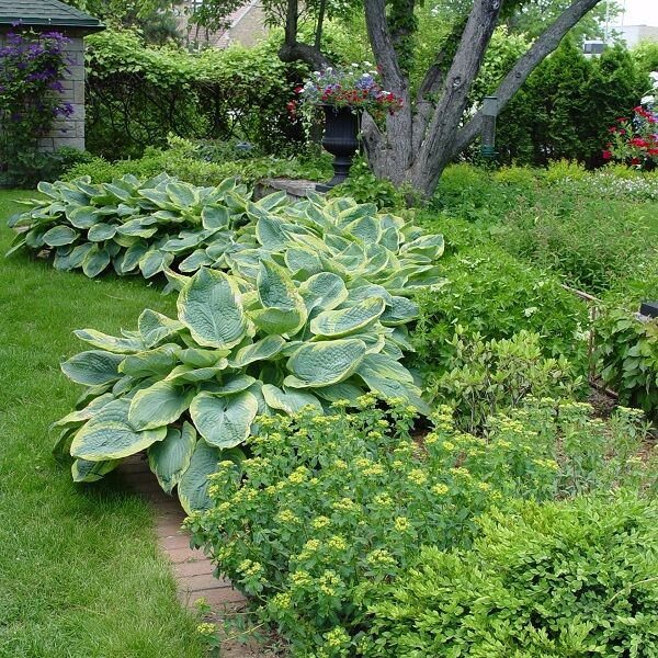 Hosta  ’Francess Williams’