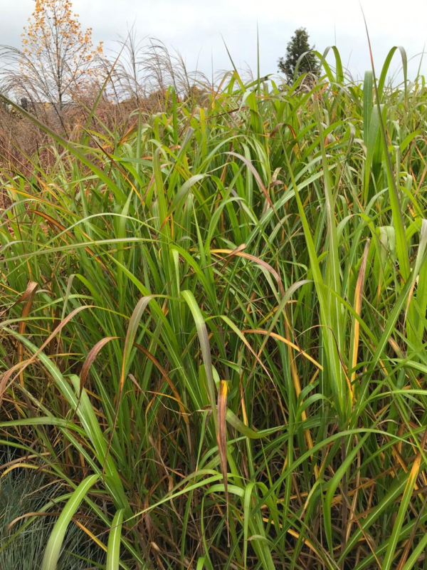 Ozdobnica čínska var. floridules