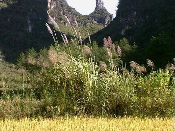 Ozdobnica čínska var. floridules