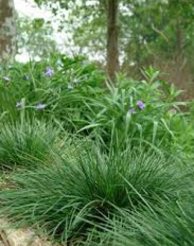 Metlica ’Goldtau’ 9x9