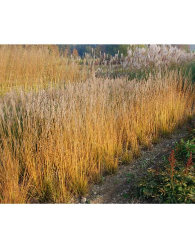 Bezkolenec belasý ´Heidebraut´