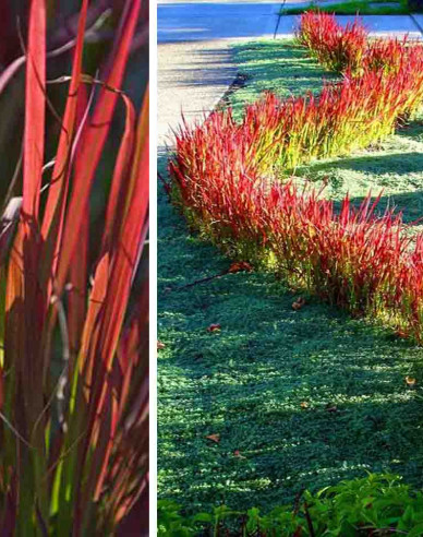 Imperáta cylindrická ´Red Baron´ 9x9