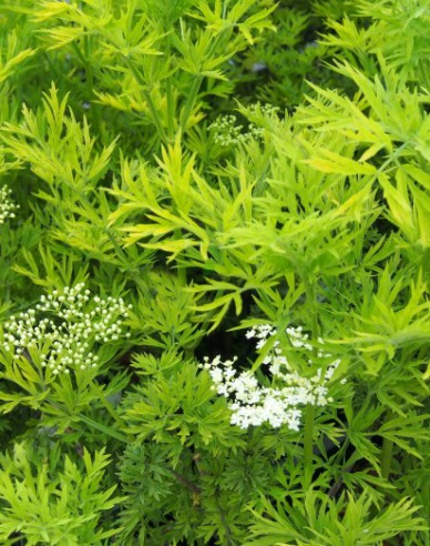 Baza čierna ´Golden Tower´