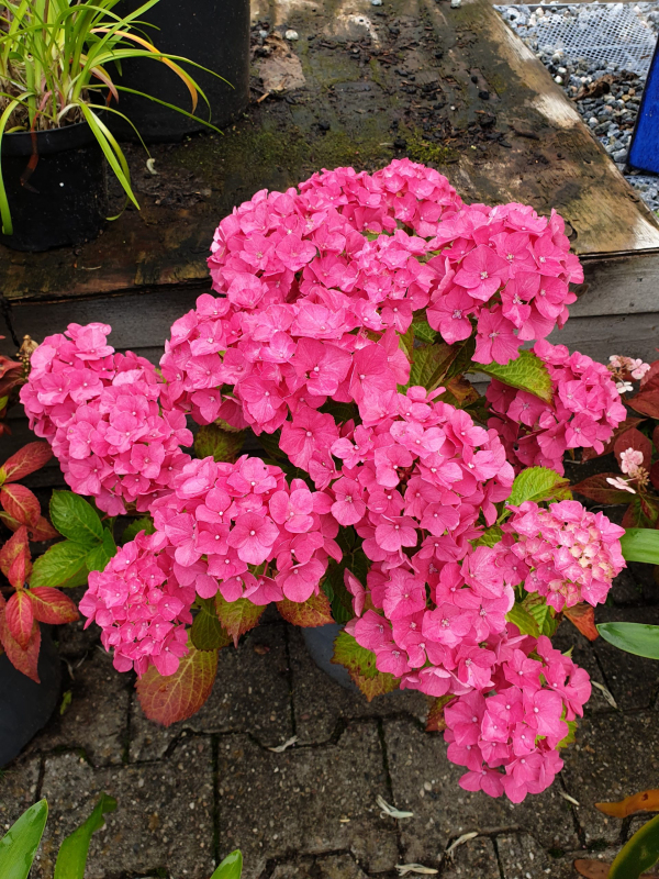 Hortenzia veľkolistá "Alpengluhen"