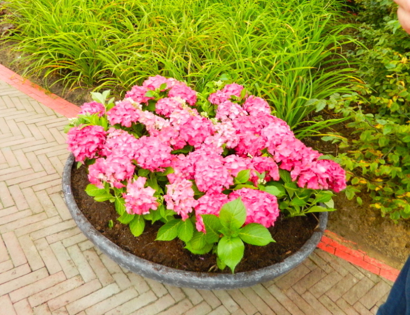 Hortenzia veľkolistá ´Alpengluhen´