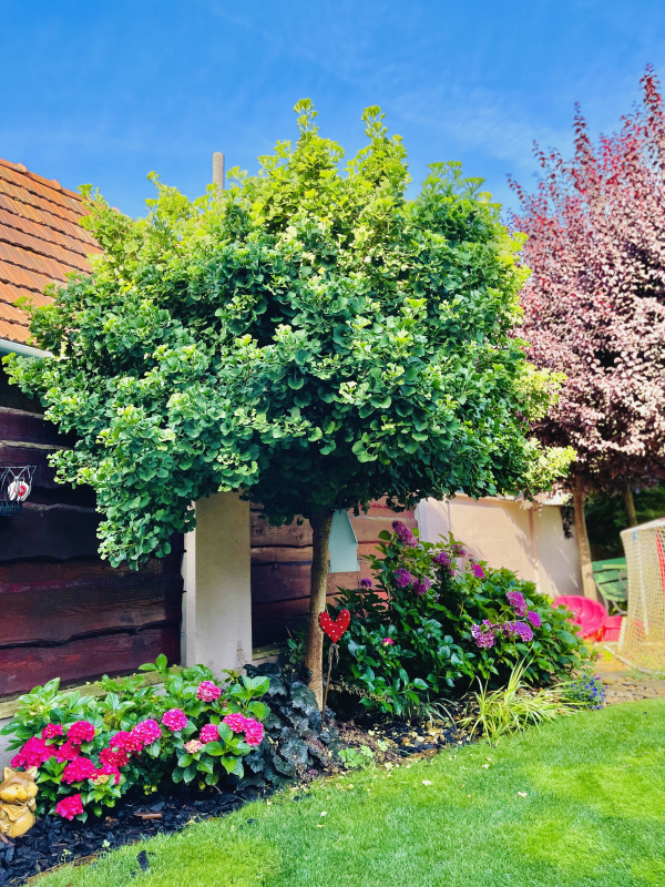 Ginko ´Mariken´ na kmienku