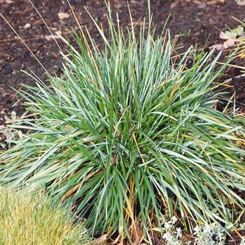 Ostrevka karpatská 2l