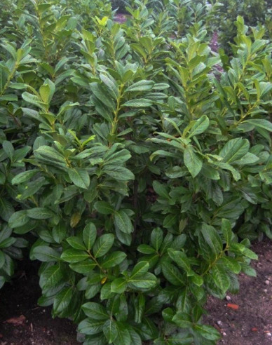 Vavrínovec lekársky ´Novita´ 9x9