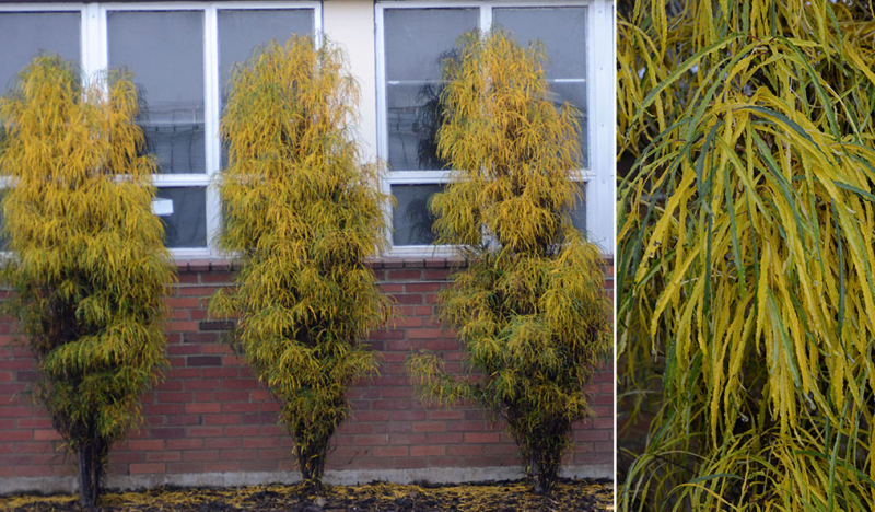 Krušina úzkolistá ´Fine Line´ 250cm