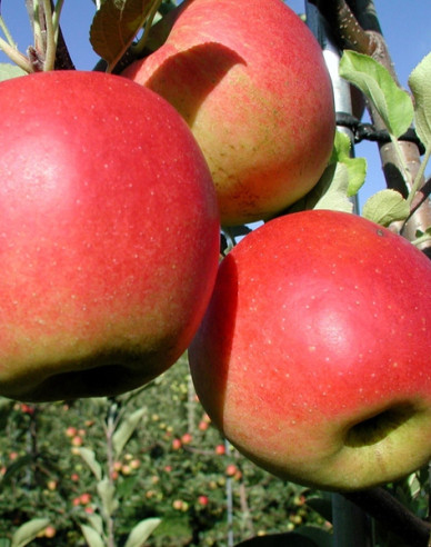 Jabloň ´Prima´jesenná, podp. M26, voľnok.