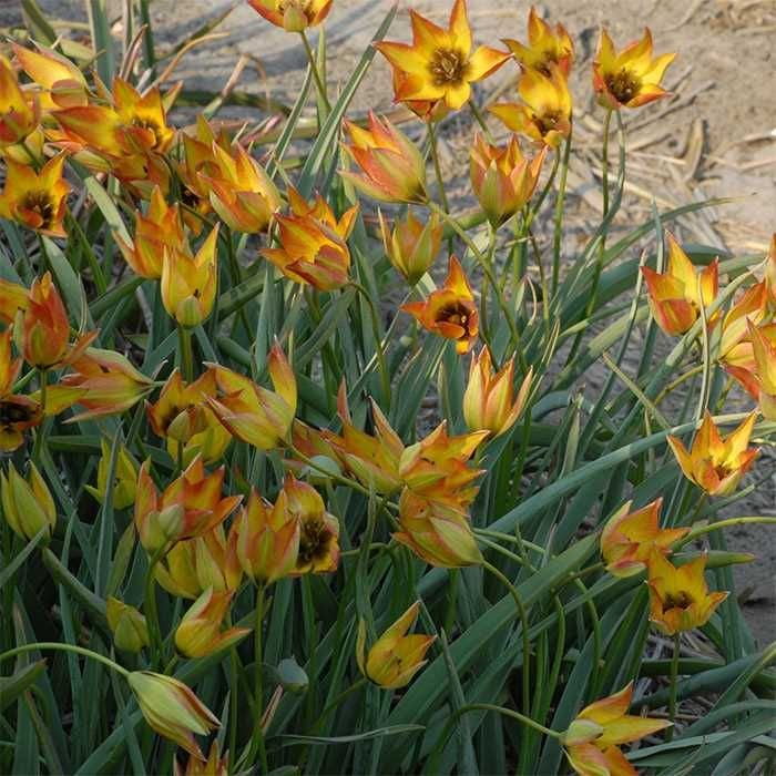 Tulipán ´Orphanidea Flava´