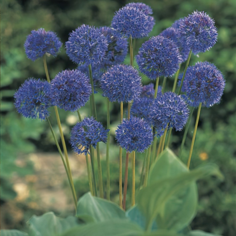 Cesnak okrasný ´Caeruleum´