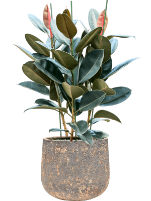 Kvetináč hlinený ´Baq Atlas Darcy Brown´