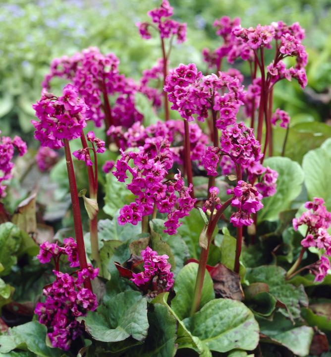 Bergenia ´Rotblum´