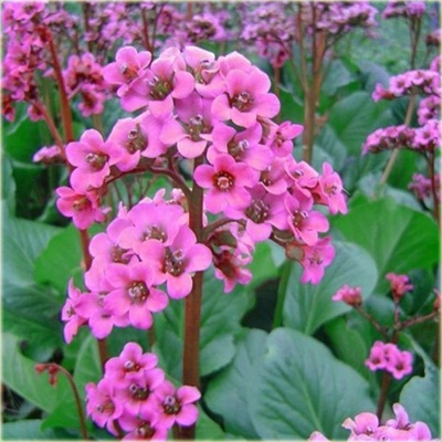 Bergenia ´Rotblum´