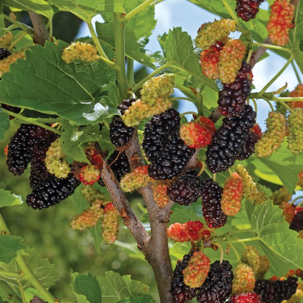 Moruša ´Gerardi Dwarf´