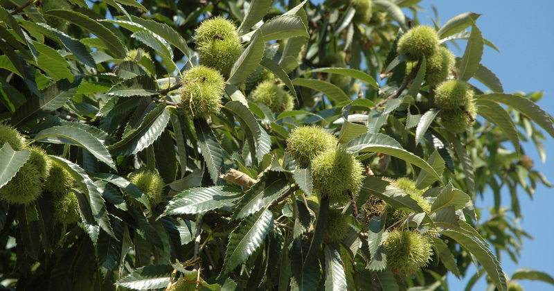 Gaštan jedlý  ´Markus´