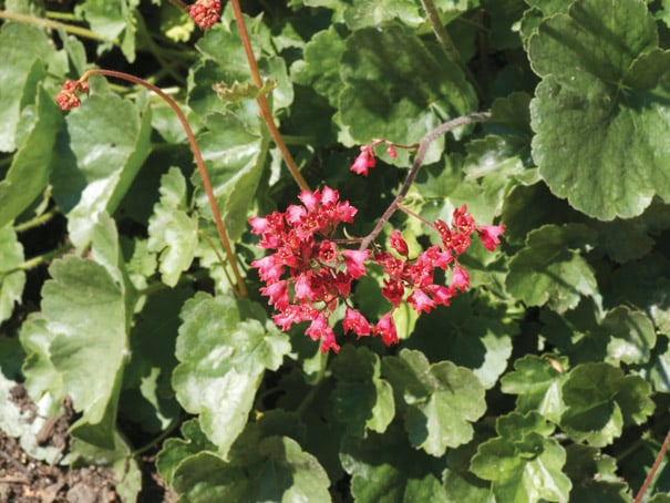 Heuchera  ´Ruby Bells´´