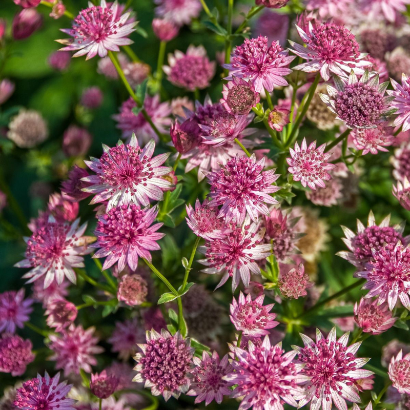 Jarmanka väčšia ´Rosensinfonie´