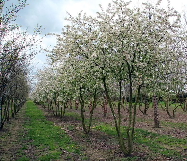 Jabloň okrasná ´Evereste´ viackmeň