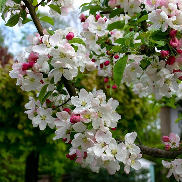 Jabloň okrasná ´Evereste´ viackmeň