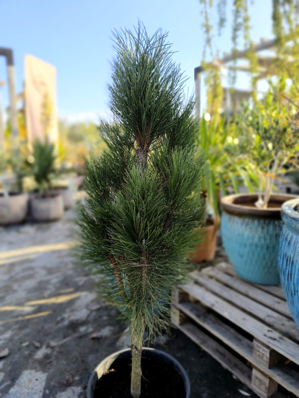 Borovica čierna ’ Zimmer II ’ na kmienku