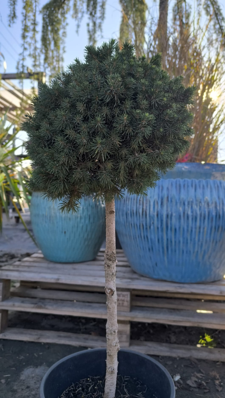 Smrek obyčajný ´Tompa´ na kmienku