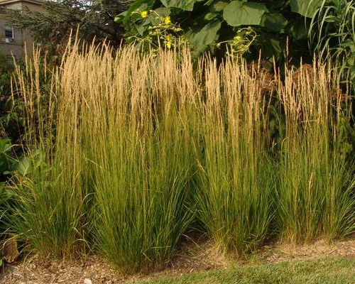 Smlz ostrokvetý ´Karl Foerster´ 9x9