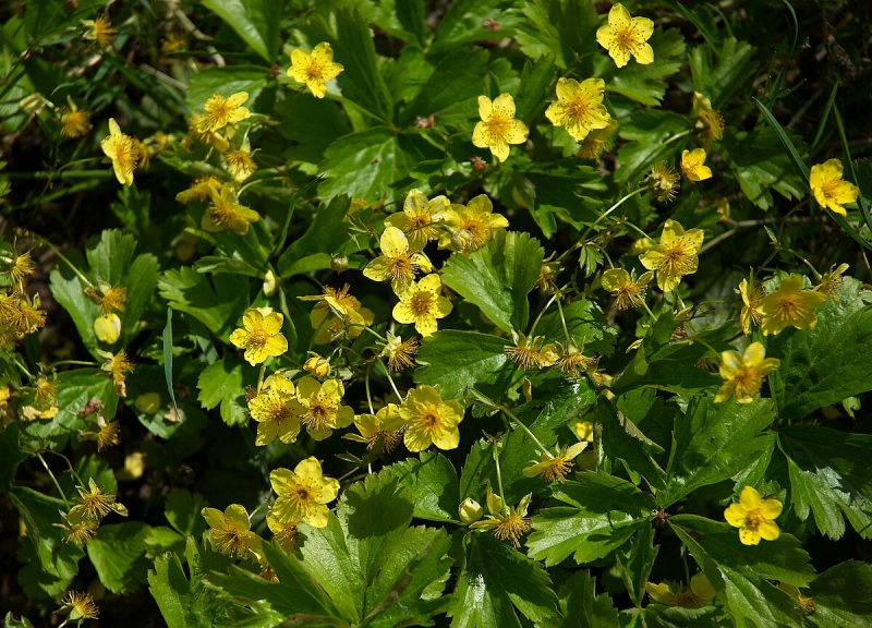 Valdštejnka trojpočetná